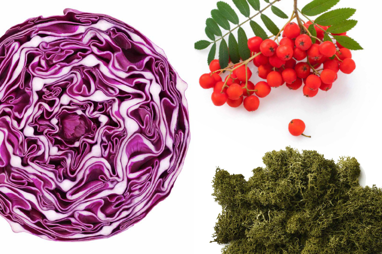 Red cabbage, Rowanberry, Moss